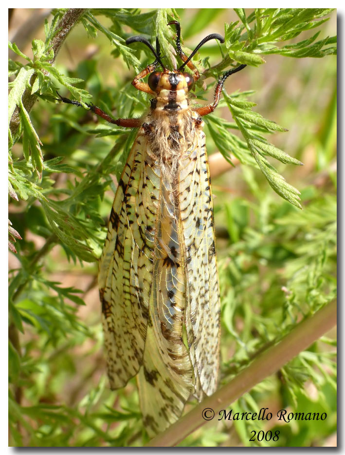 Malformazione alare in Palpares libelluloides (Myrmeleont.)